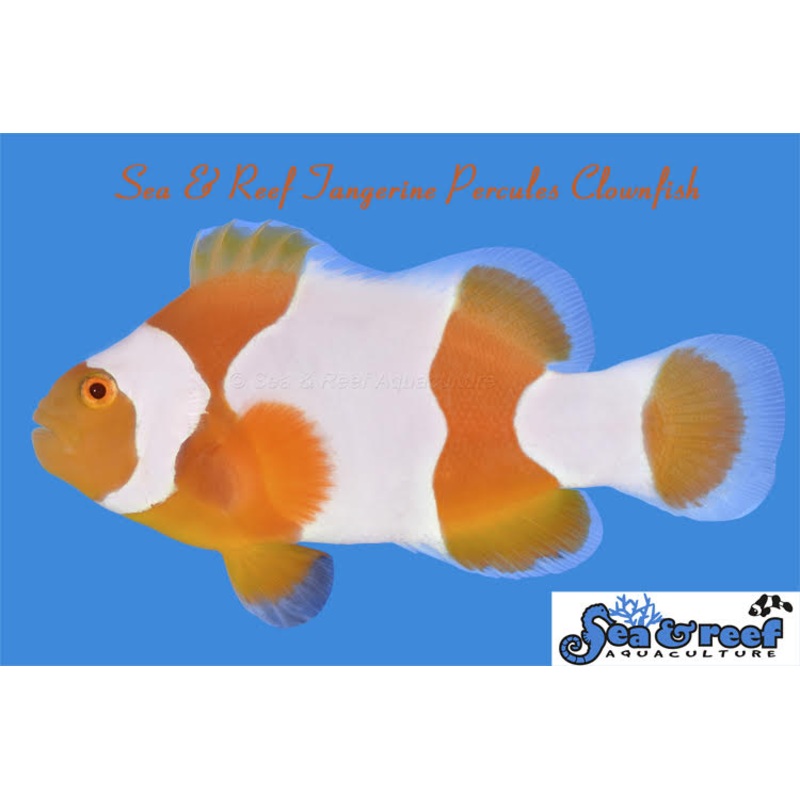 Clown – Tangerine Percules