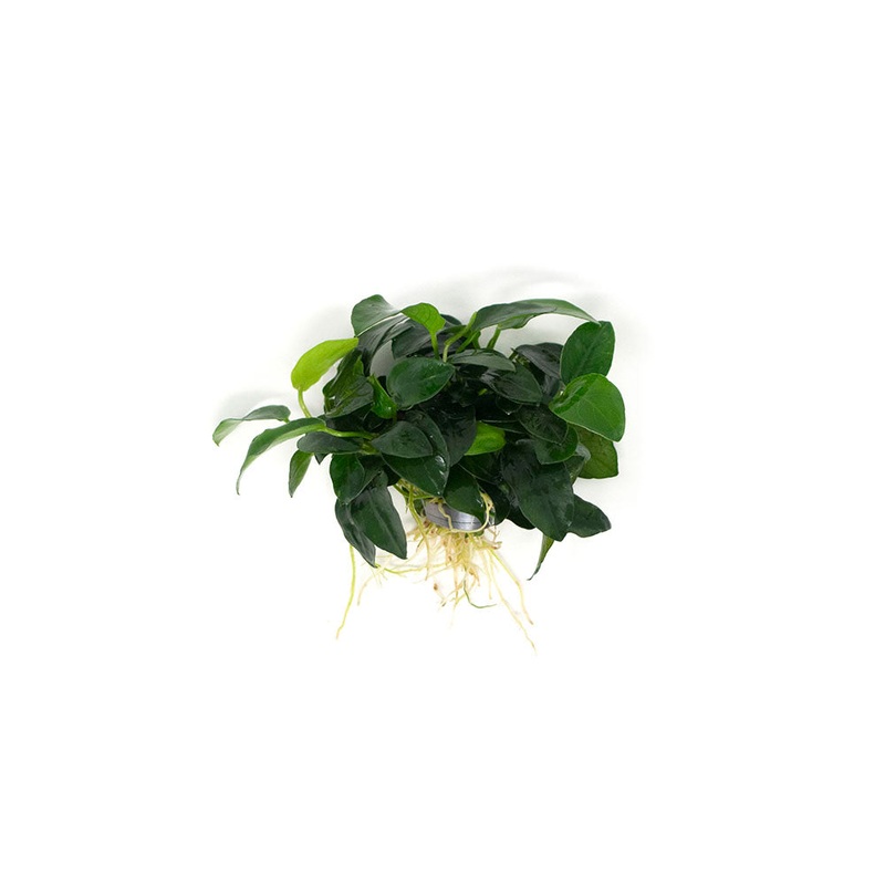 Petite Anubias Nana (Anubias barteri var. Petite Nana), EXTRA LARGE, Bare Root