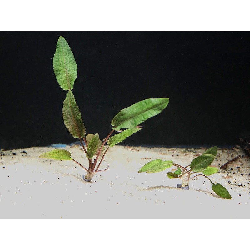 Cryptocoryne Wendtii “Tropica” (Cryptocoryne Wendii “Tropica”)