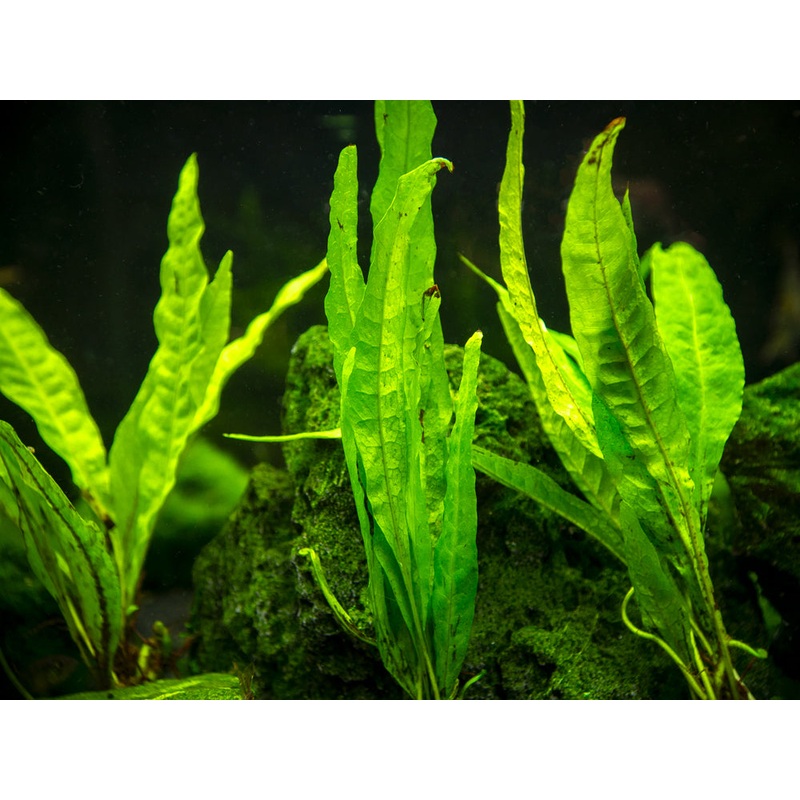Narrow Leaf Java Fern (Microsorum pteropus Narrow) bare root clump