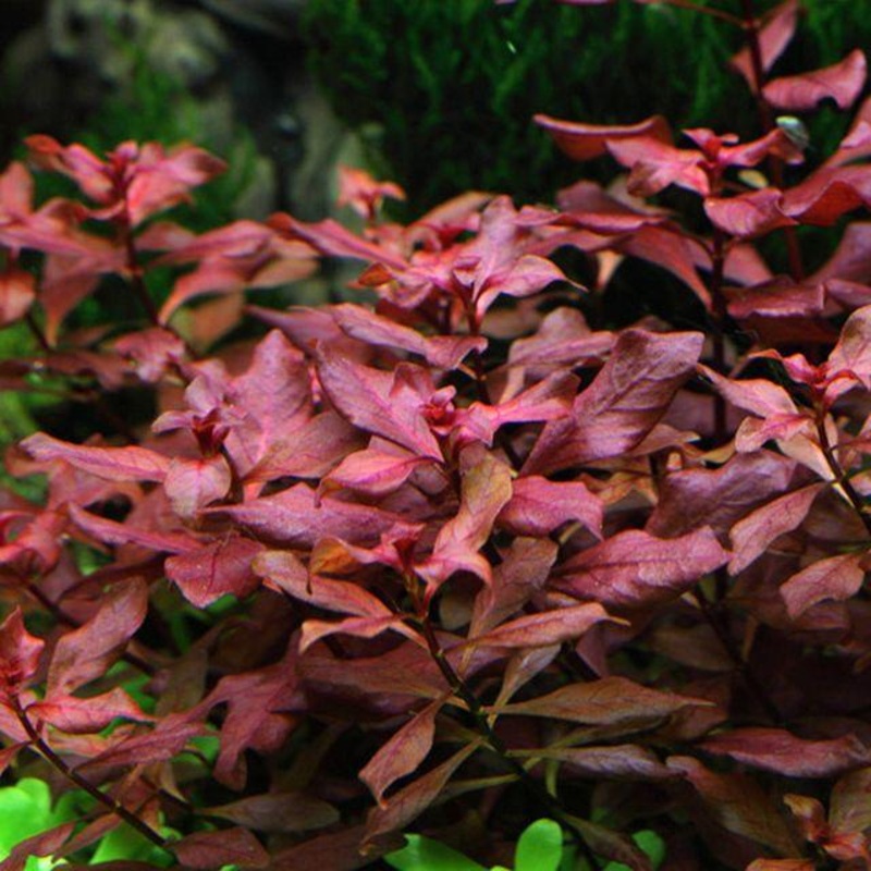 TCulture Ludwigia Palustris Super Red (pot)