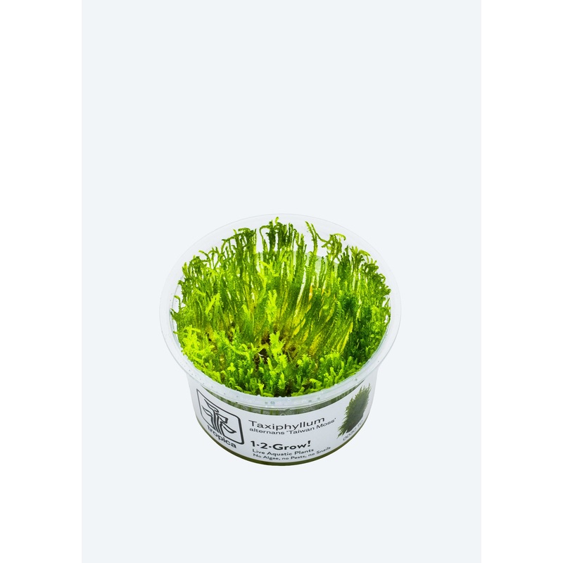 1-2-Grow! Taxiphyllum ‘Taiwan moss’