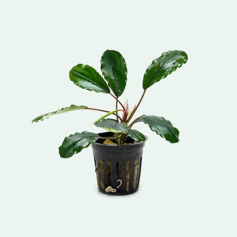 Bucephalandra Pearl Grey