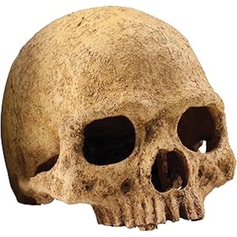 Human Skull Hide