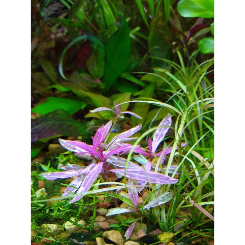 TCulture Hygrophila Lancea Araguaia Pink Lady (Pot)
