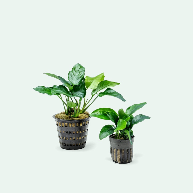 Anubias Nana – Mother Plant