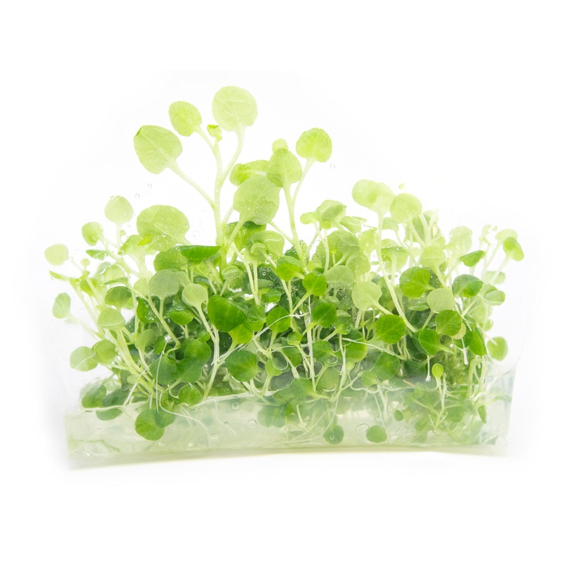 Cardinal Plant aka Cardinal Flower (Lobelia cardinalis) Tissue Culture