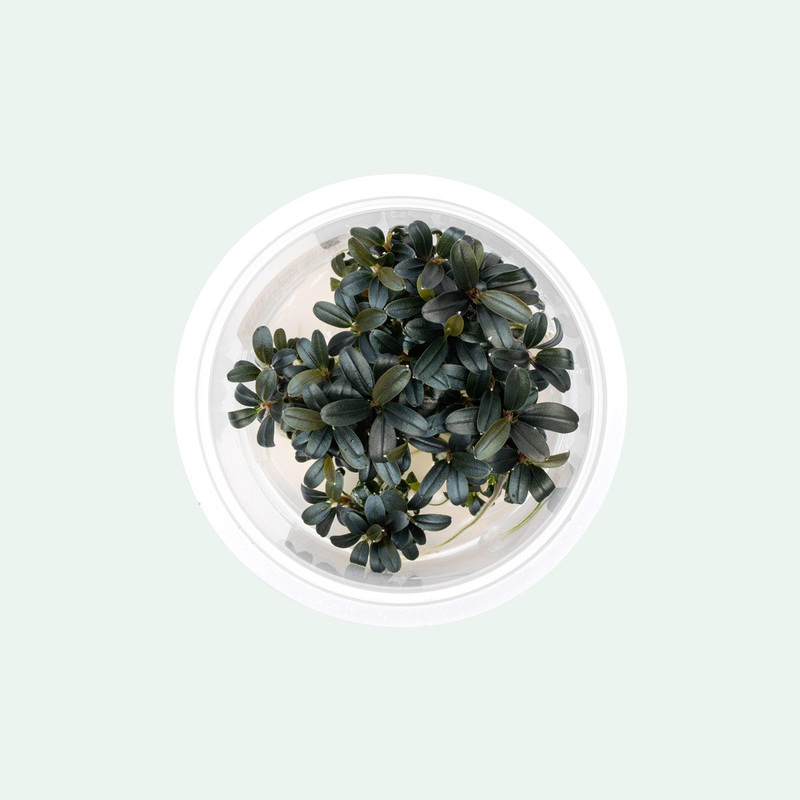 Bucephalandra Kedagang Round Mini