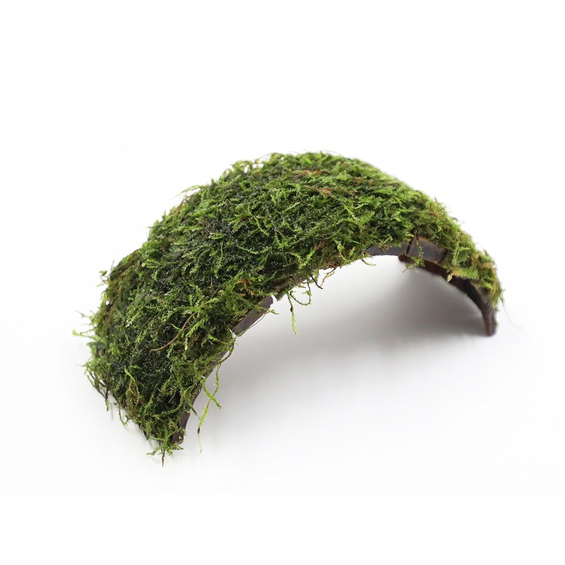 Java Moss on Coconut Bridge (Vesicularia dubyana on Coconut Bridge)