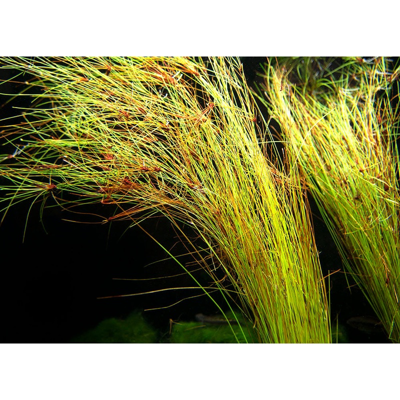 Tall AKA Umbrella Hairgrass (Eleocharis vivipara), Bare Root