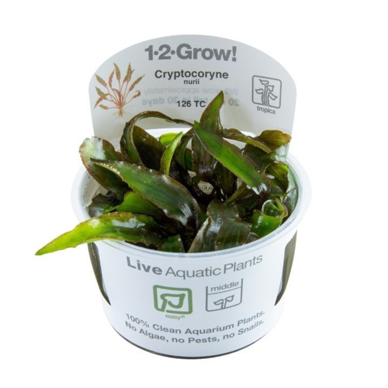 Tropica Cryptocoryne nurii  1-2-Grow!