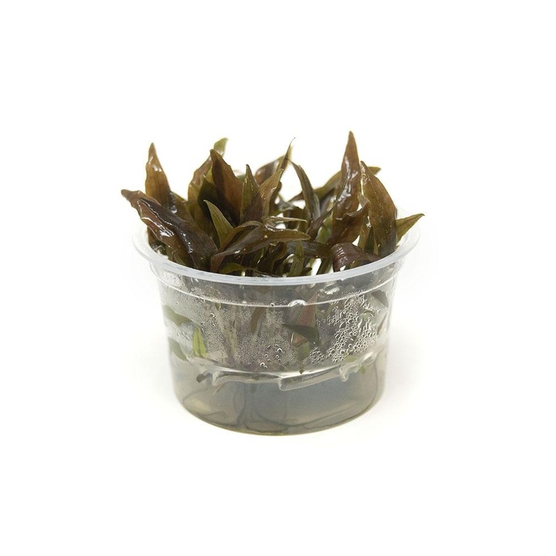 TCulture Cryptocoryne undulatus ‘Red’ (TC Cup)