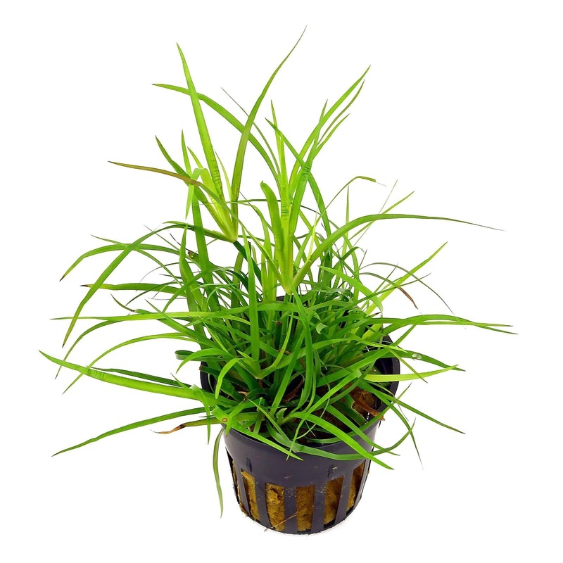 TCulture Juncus Repens (Pot/TC Cup)