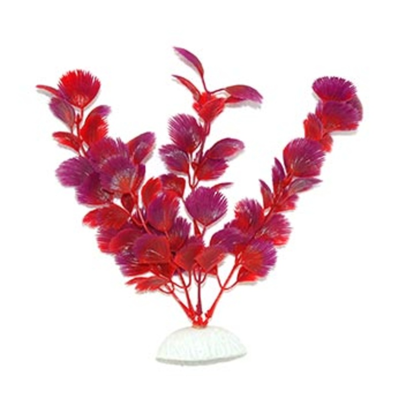 AquarWorld Purple Fern