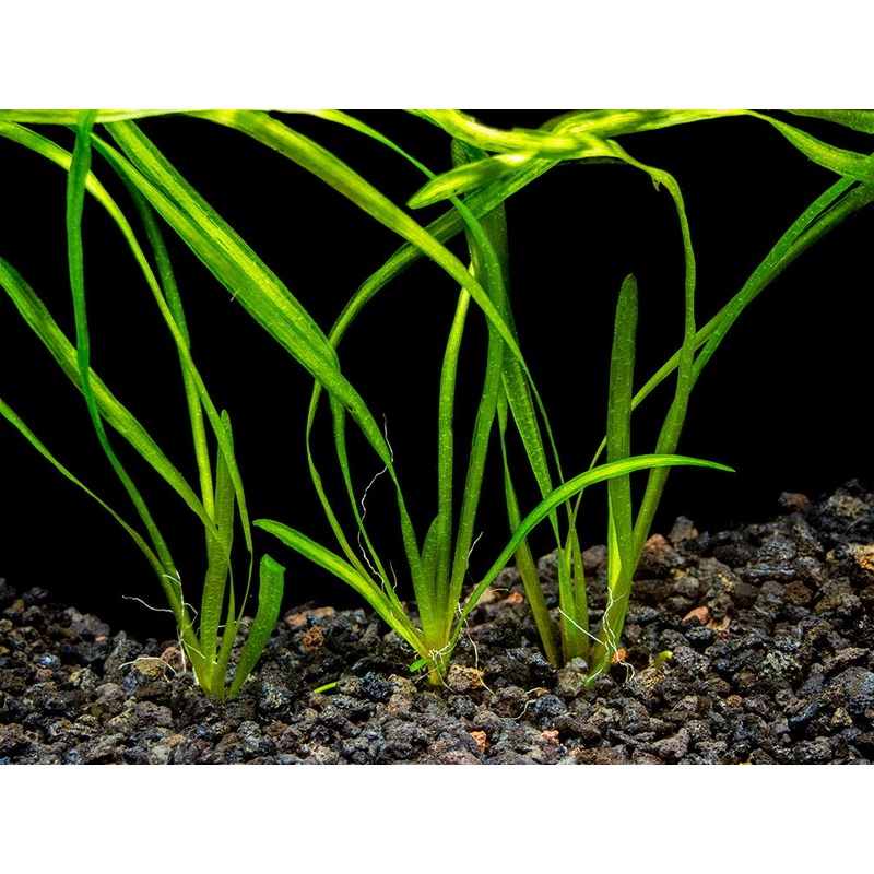 Italian Vallisneria (Vallisneria spiralis), Bare Root