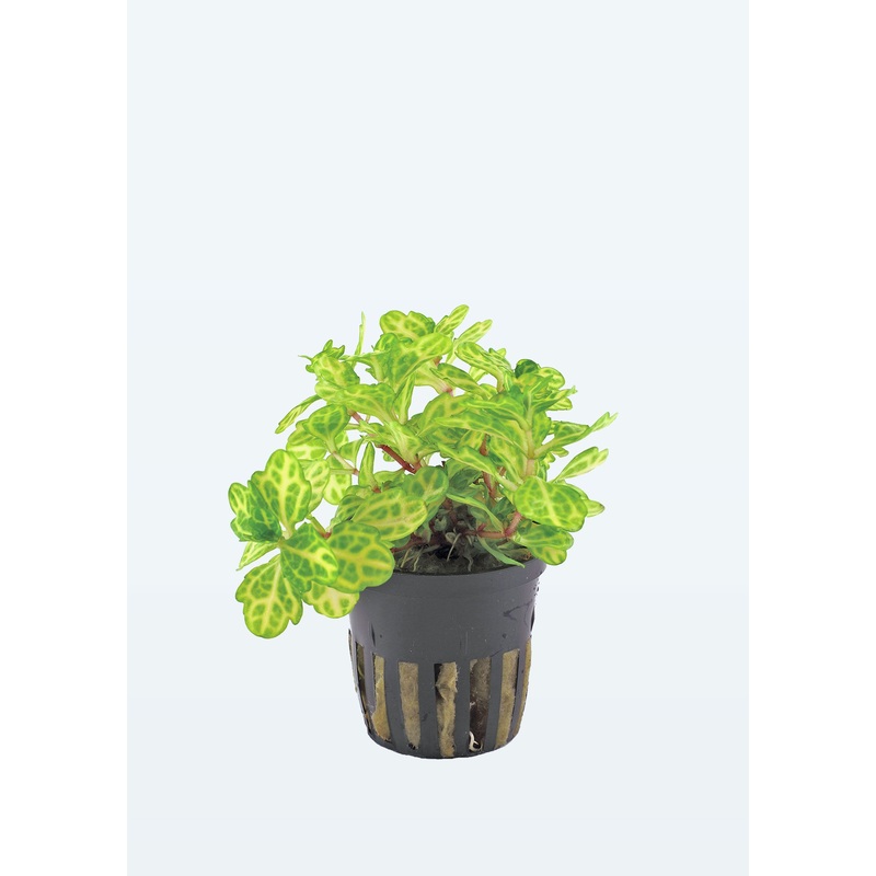 Shinnersia rivularis ‘Weiss-Grn’