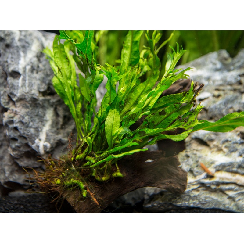 Windelov AKA Lacy Java Fern (Microsorum pteropus “Windelov”) on Driftwood, Handmade by