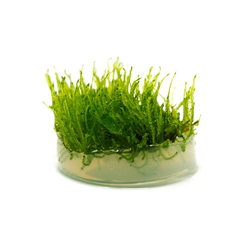 Taiwan Triangle Moss (Taxiphyllum alternans) Tissue Culture