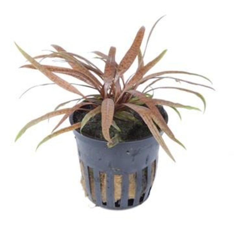 Tropica Cryptocoryne albida ‘Brown’ in Pot