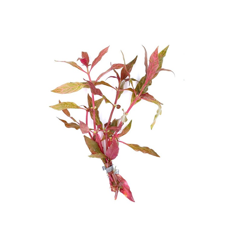 Alternanthera Reineckii Rosanervig (Alternanthera Reineckii “Rosanervig”) Bunch