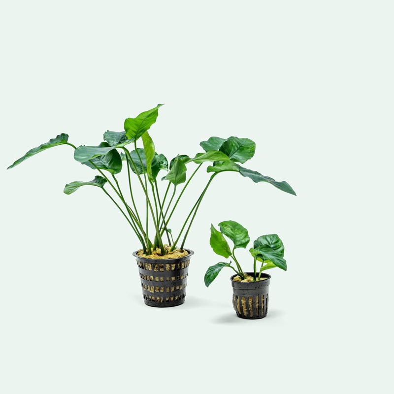 Anubias Barteri – Mother Plant