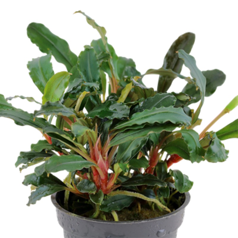 Tropica Bucephalandra sp. ‘Red’