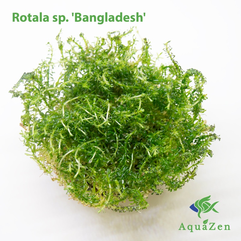 Bangladesh Rotala (Rotala sp. ‘Bangladesh’) Tissue Culture