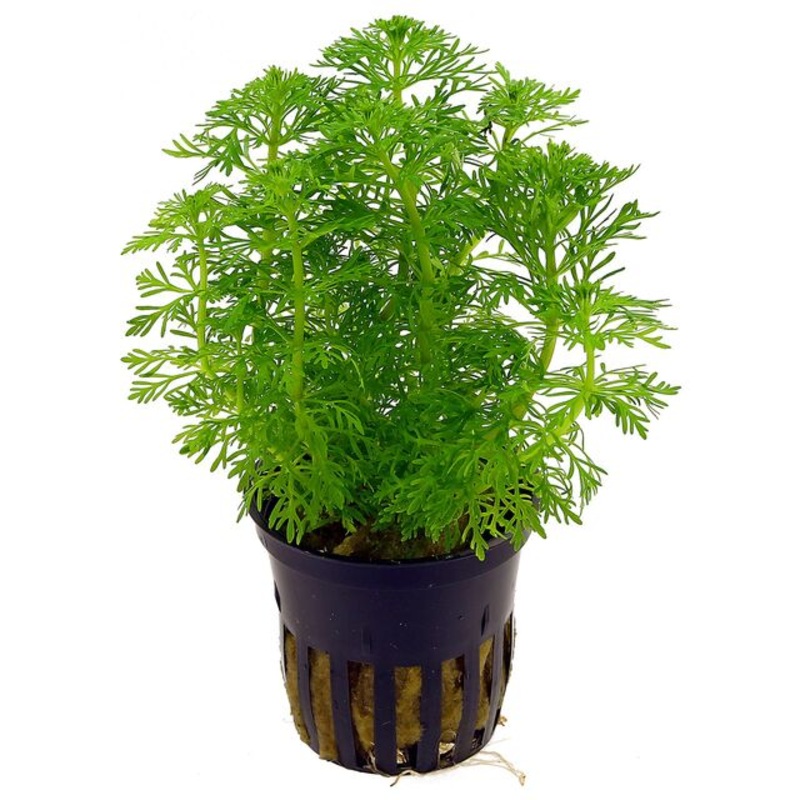 TCulture Limnophila Sessiliflora (Pot)