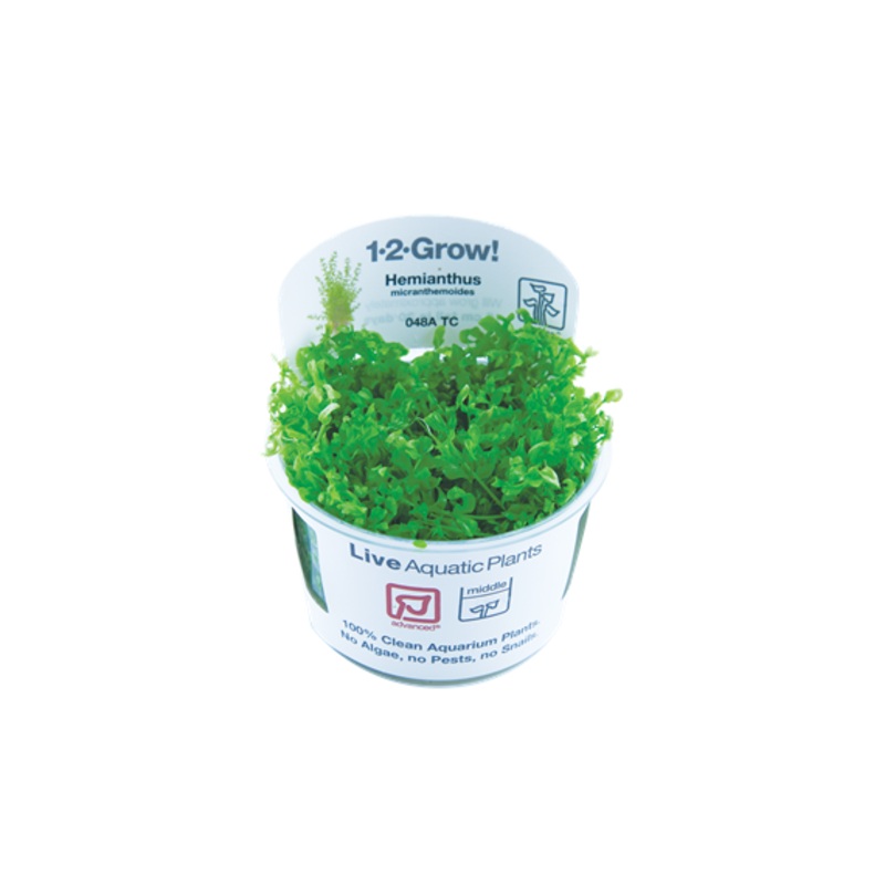 Tropica Micranthemun Glomeratum 1-2-GROW! AKA Hemianthus Micranthemoides