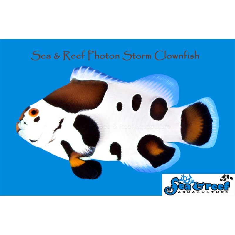 Clown – Storm Photon