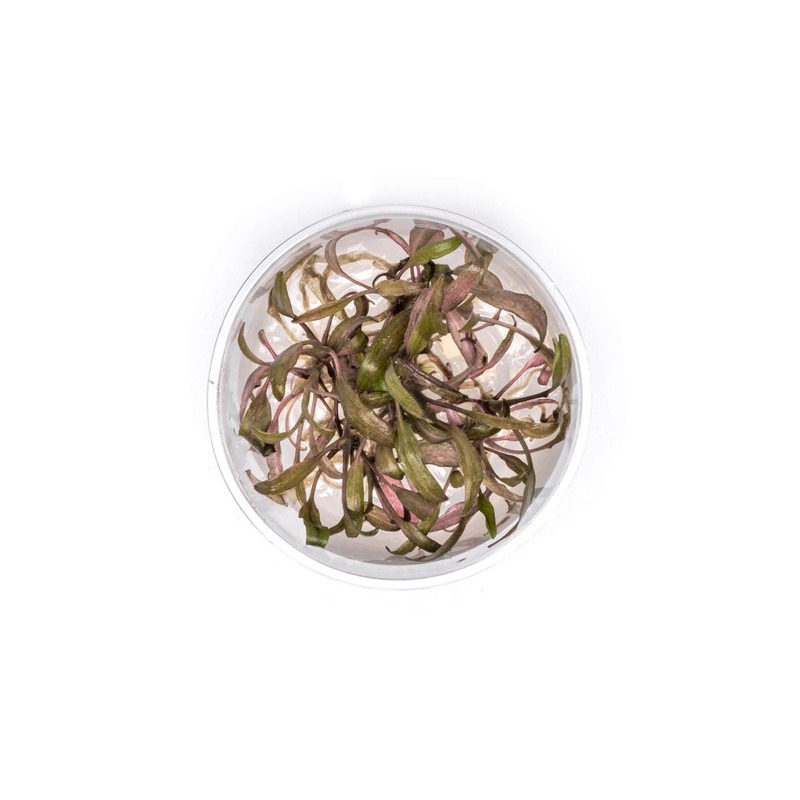 Cryptocoryne Affinis UNS Tissue Culture