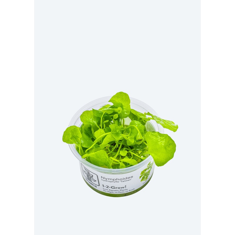 1-2-Grow! Nymphoides h. ‘Taiwan’