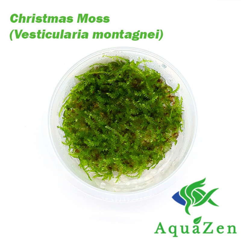 Christmas Moss AKA Xmas Moss (Vesicularia montagnei, FKA V. dubyna) Tissue Culture