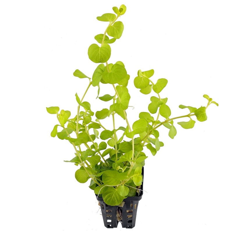 TCulture Lysimachia nummularia ‘Aurea’ (Pot)