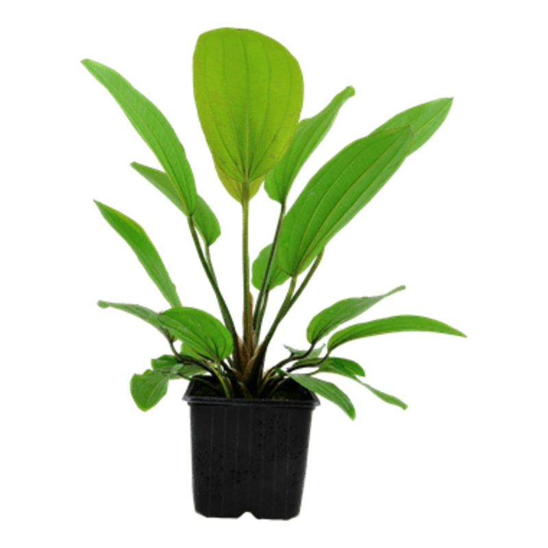 Tropica Echinodorus ‘Rose’ XL