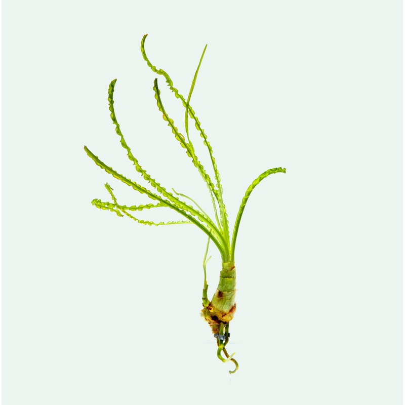 Crinum Calamistratum