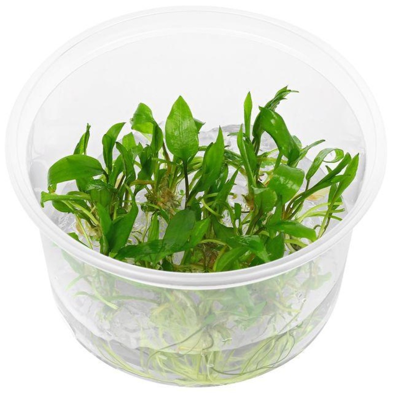 TCulture Cryptocoryne Wendtii ‘Green Gecko’ (TC Cup)