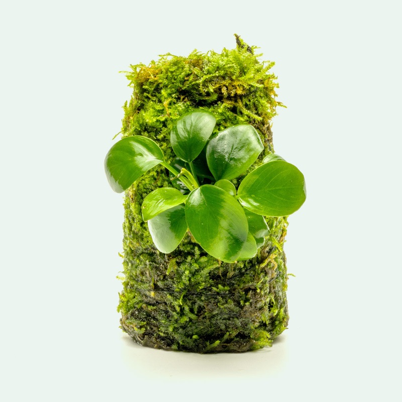 Anubias Nana Moss Tower