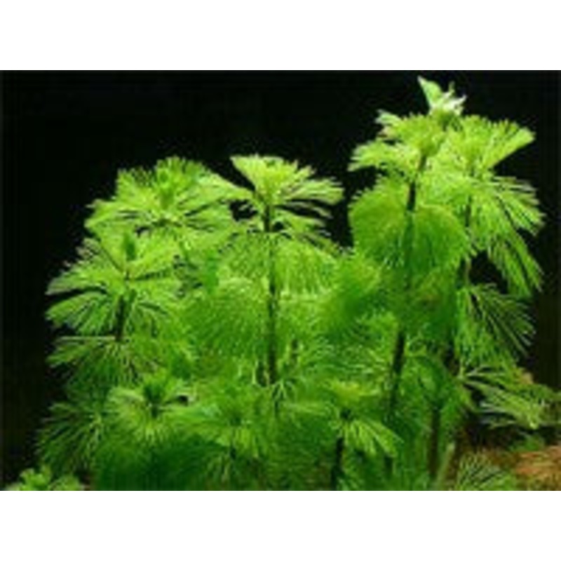 Cabomba Green (Cabomba Caroliniana)