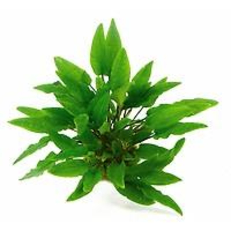 TCulture Cryptocoryne Wendtii ‘Broad Leaf’ (Pot)