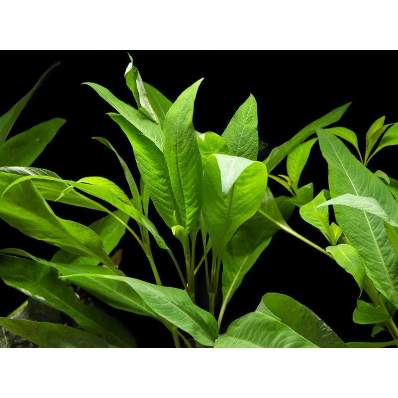 Temple Plant (Hygrophila corymbosa), potted