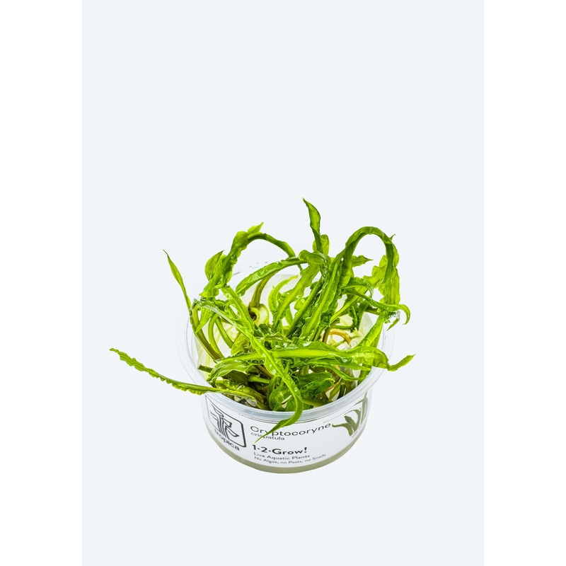 1-2-Grow! Cryptocoryne crispatula