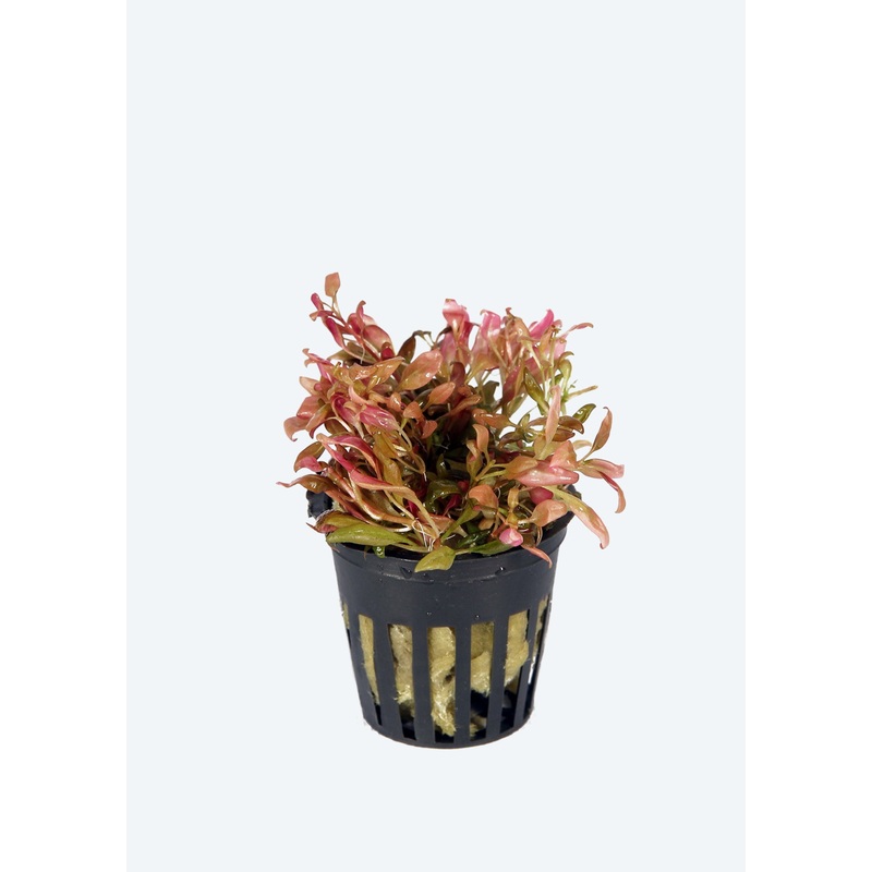 Alternanthera reineckii ‘Mini’