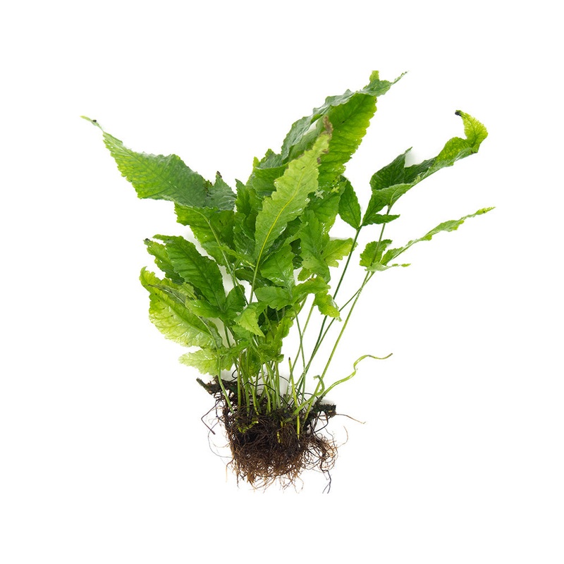 El Nio Fern AKA Asian Water Fern AKA Bolbitis Broadleaf (Bolbitis heteroclita), Bunch