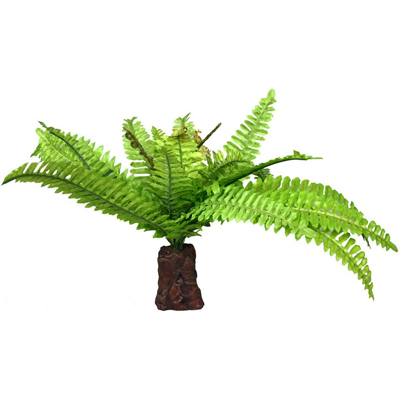 Reptile One Fern On Rock