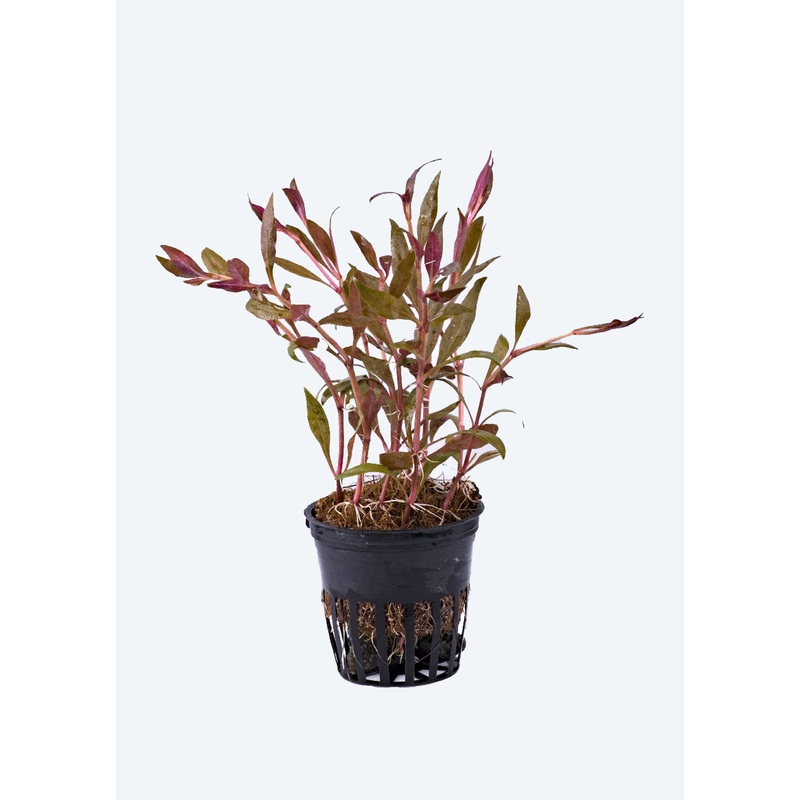 Alternanthera sessilis