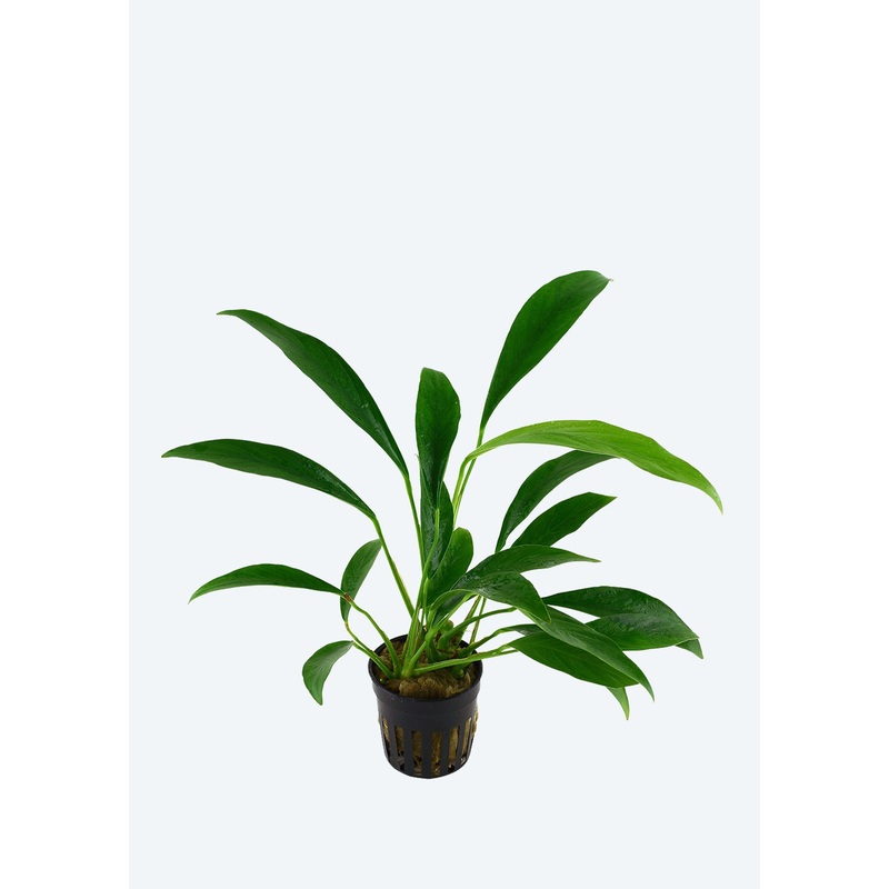 Anubias barteri var. angustifolia