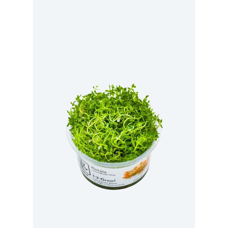 1-2-Grow! Rotala rotundifolia ‘H’ra’