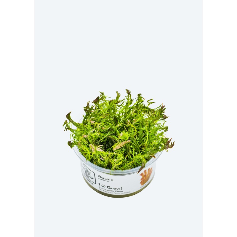 1-2-Grow! Rotala wallichii