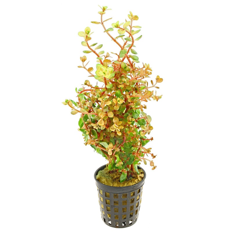 TCulture Rotala Rotundifolia Orange Juice (Pot)